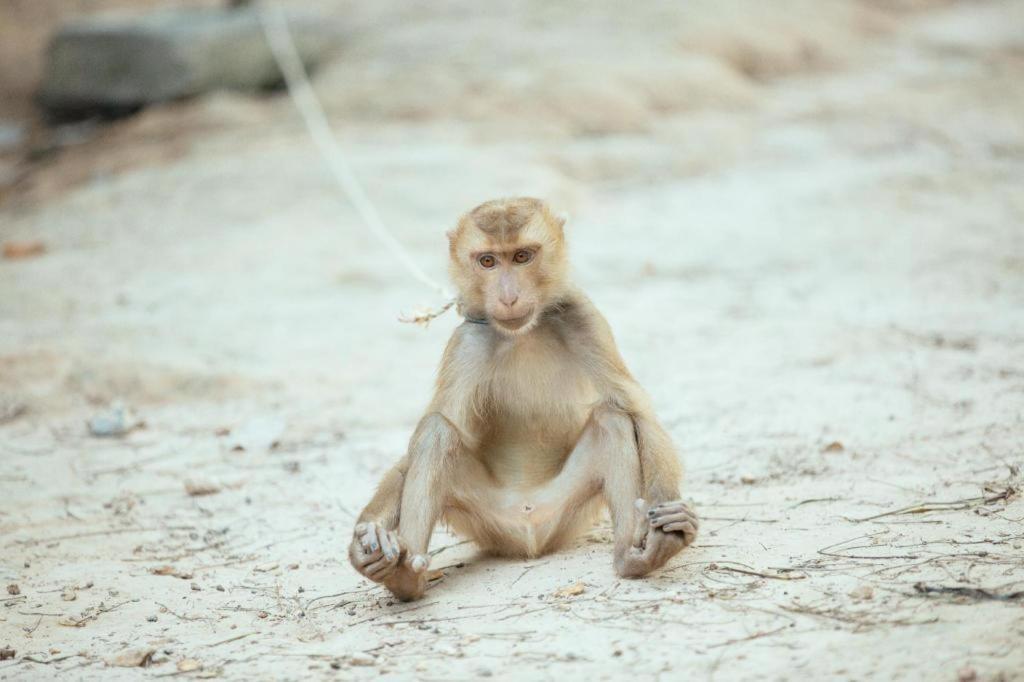 ホテル Relax Beach House Ko Lanta エクステリア 写真